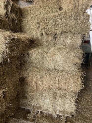 Conventional square bale - conventional,