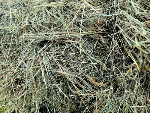 Gorgeous natural meadow hay - meadow,