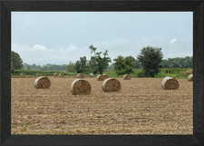 bale of hay in the meadow